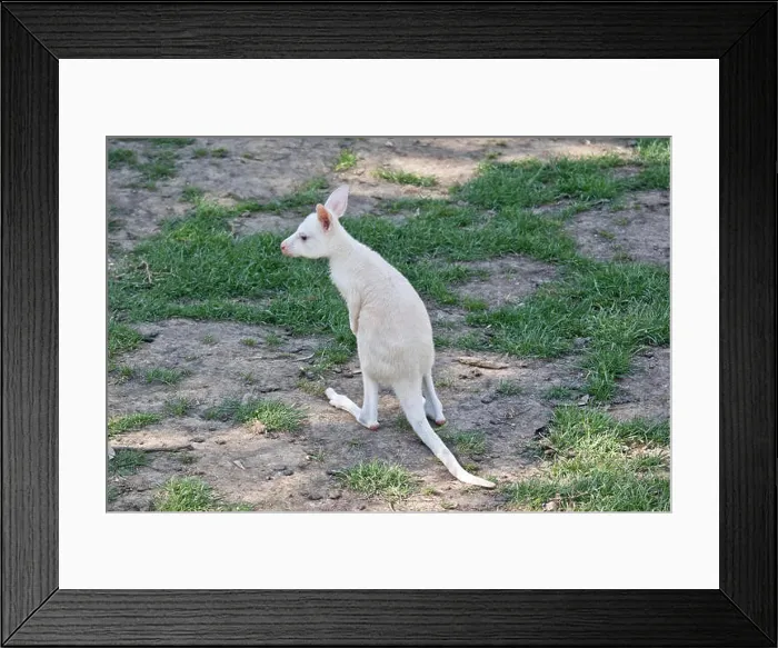 Framed Print : the albino Western grey kangaroo is walking on the grass Framed Print : the albino Western grey kangaroo is walking on the grass