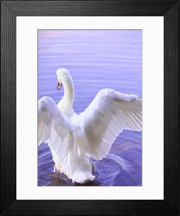 Framed Print : Rear view of swan with wings open ready to fly. Concept of beauty, grace and freedom Framed Print : Rear view of swan with wings open ready to fly. Concept of beauty, grace and freedom