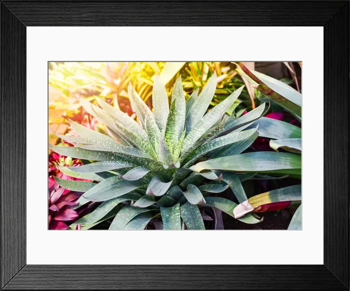 Framed Print : green leaves large bromeliad garden colorful of striped bromeliad flower blooming in nursery farm plant green house