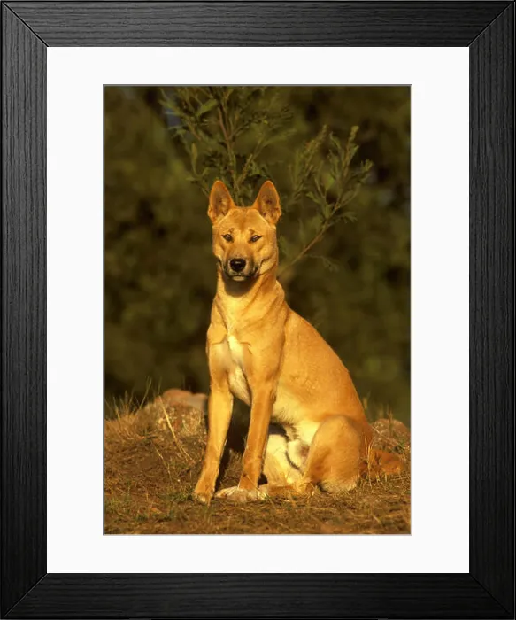 Framed Print : Dingo (Canis dingo) Framed Print : Dingo (Canis dingo)
