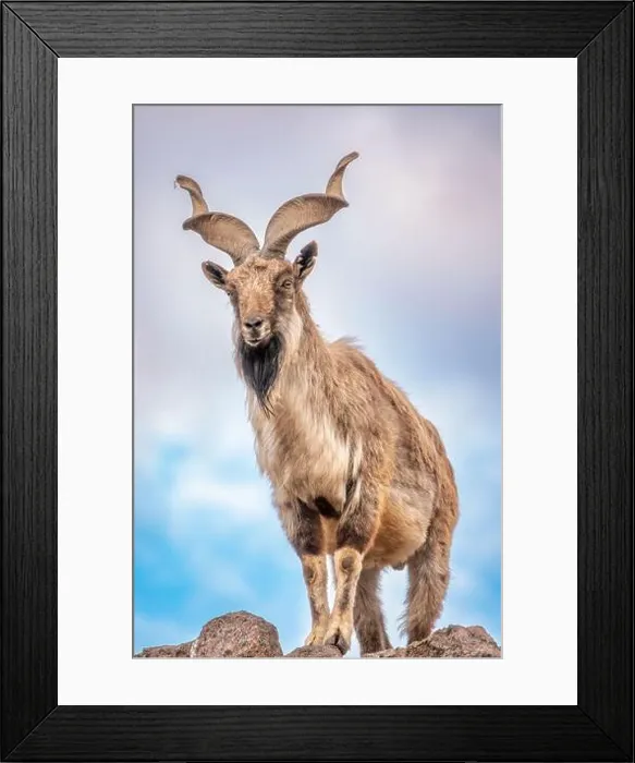 Framed Print : Markhor, Capra falconeri, wild goat native to Central Asia Framed Print : Markhor, Capra falconeri, wild goat native to Central Asia