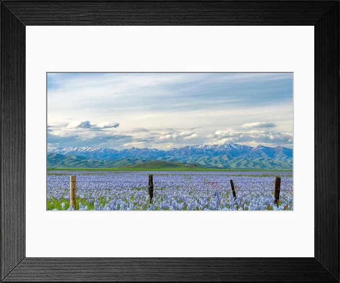 Framed Print : Idaho Camas Lilys in full spring bloom near Fairfield Framed Print : Idaho Camas Lilys in full spring bloom near Fairfield