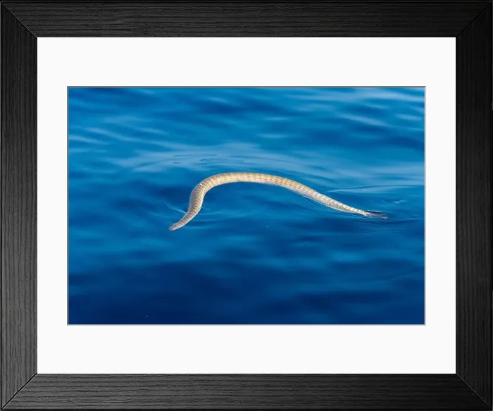 Framed Print : Sea snake breatihng at the surface. Trincomalee, Eastern Province, Sri Lanka, Bay of Bengal, Indian Ocean