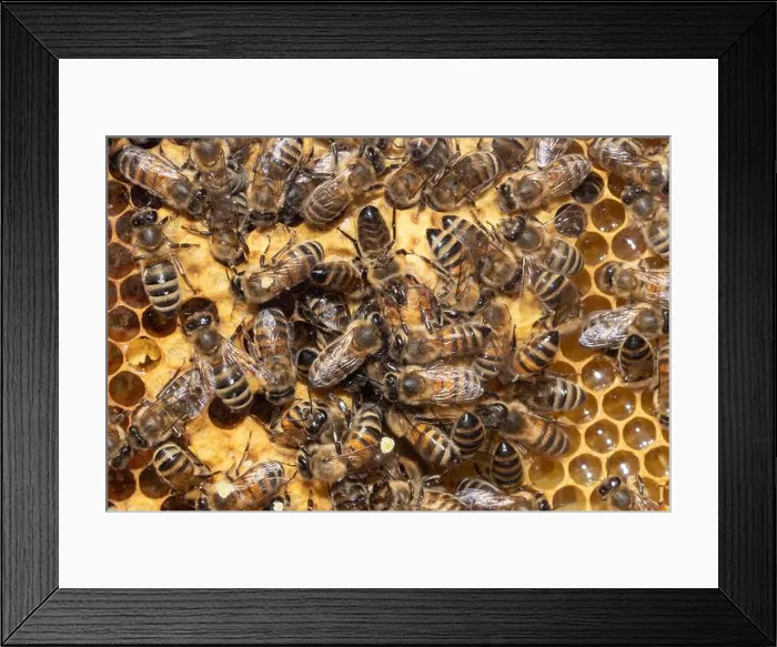 Framed Print : Honey bee many bees sitting on honeycomb different seeing Framed Print : Honey bee many bees sitting on honeycomb different seeing
