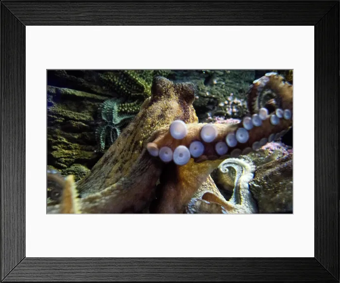 Framed Print : Gijon, Spain. 22nd March, 2016 Framed Print : Gijon, Spain. 22nd March, 2016