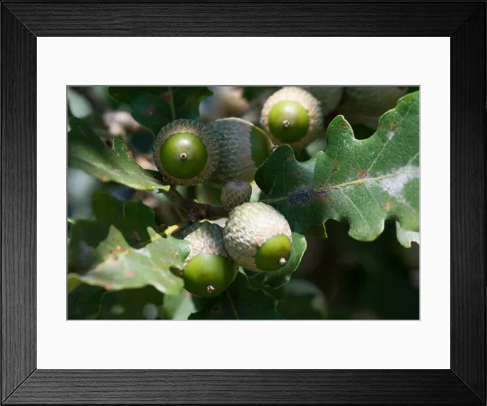 Framed Print : Sessile Oak (Quercus petraea), acorns Framed Print : Sessile Oak (Quercus petraea), acorns