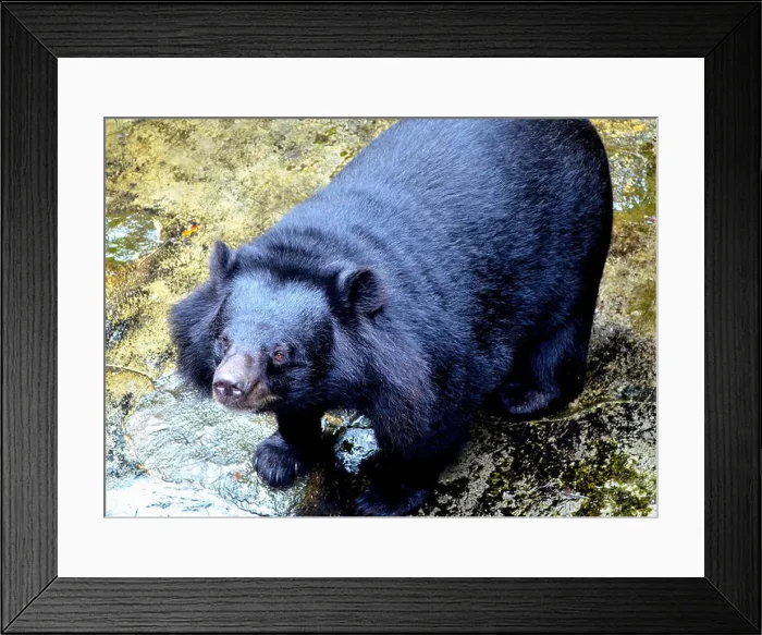 Framed Print : An asiatic black bear at the Phang Nga Breeding Centre in Phang Nga Thailand Asia Framed Print : An asiatic black bear at the Phang Nga Breeding Centre in Phang Nga Thailand Asia