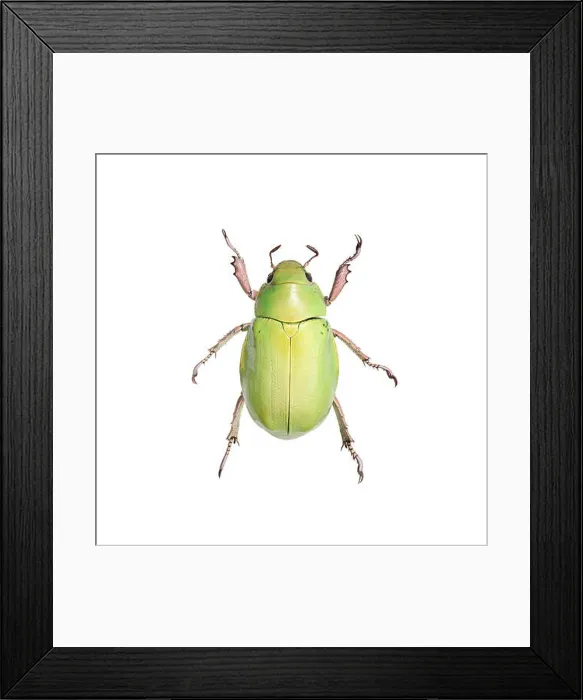 Framed Print : Green beetle over white background Framed Print : Green beetle over white background