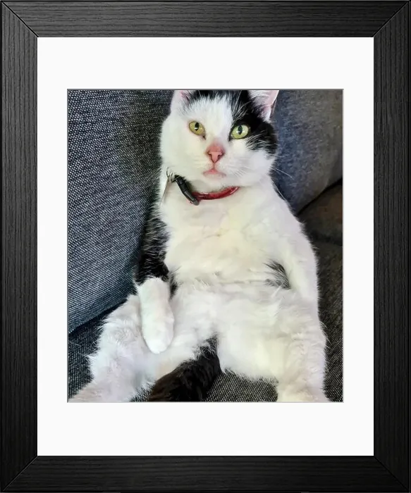 Framed Print : Black and white tuxedo cat (Kitty) Framed Print : Black and white tuxedo cat (Kitty)