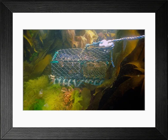 Framed Print : Lobster caught in a creel, west coast of Scotland Framed Print : Lobster caught in a creel, west coast of Scotland