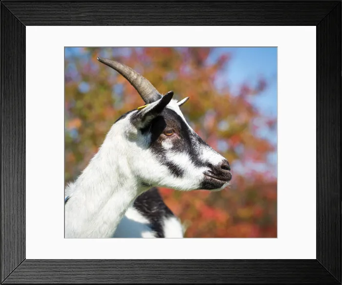 Framed Print : Österreichische Pfauenziege (Austrian peacock goat) - a critically endangered goat breed from Austria Framed Print : Österreichische Pfauenziege (Austrian peacock goat) - a critically endangered goat breed from Austria