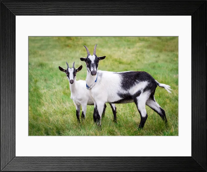 Framed Print : Two peacock goats on a pasture (Pfauenziege), an endangered goat breed from Austria /  Switzerland