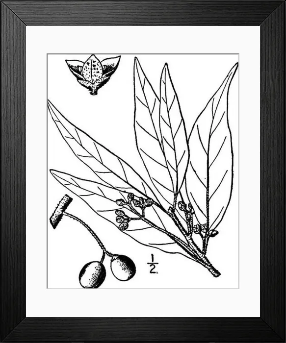 Framed Print : North American trees Framed Print : North American trees