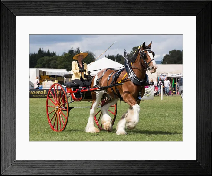 Framed Print : Millisle Clydesdale horse pulling a buggy at Dumfries and Lockerbie Agricultural Show 2018 Framed Print : Millisle Clydesdale horse pulling a buggy at Dumfries and Lockerbie Agricultural Show 2018