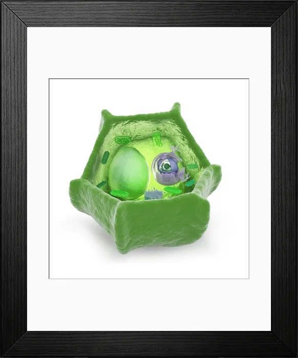 Framed Print : Plant cell cutaway science illustration Framed Print : Plant cell cutaway science illustration