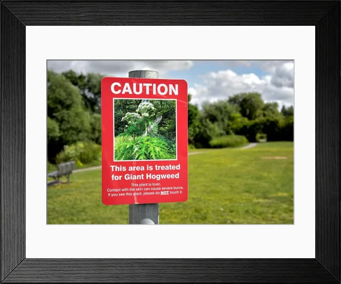 Framed Print : Giant Hogweed warning sign. Heracleum mantegazzianum England rural UK Framed Print : Giant Hogweed warning sign. Heracleum mantegazzianum England rural UK