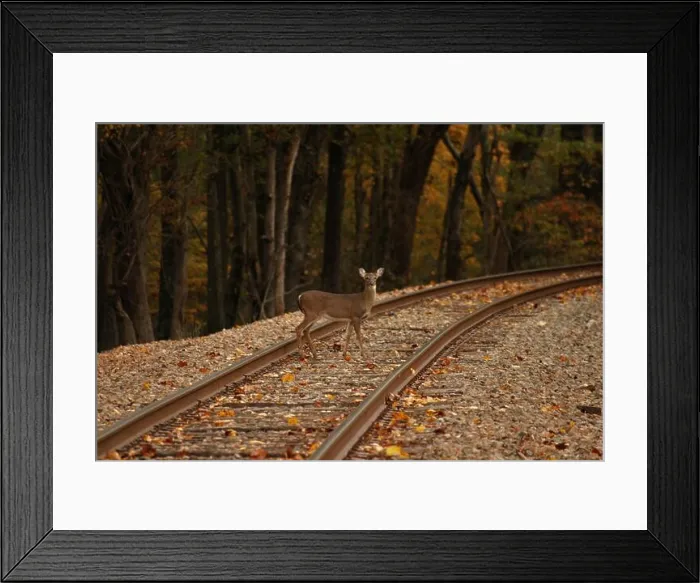 Framed Print : Railroad Deer Framed Print : Railroad Deer