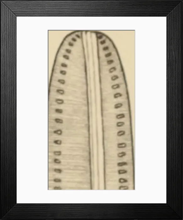 Framed Print : Bacillariales aus Innerasien, gesammelt von Sven Hedin