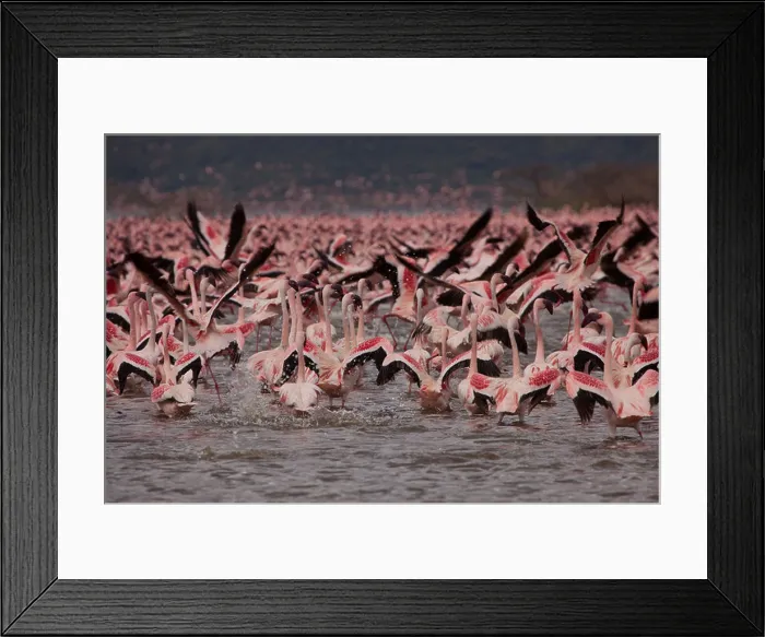 Framed Print : Greater and Lesser flamingos taking flight in mass flock over Lake Bogoria, Kenya, Africa Framed Print : Greater and Lesser flamingos taking flight in mass flock over Lake Bogoria, Kenya, Africa