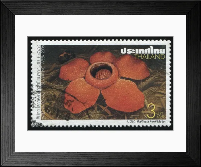 Framed Print : RUSSIA KALININGRAD, 31 MAY 2016: stamp printed by Thailand shows flower, circa 2006 Framed Print : RUSSIA KALININGRAD, 31 MAY 2016: stamp printed by Thailand shows flower, circa 2006