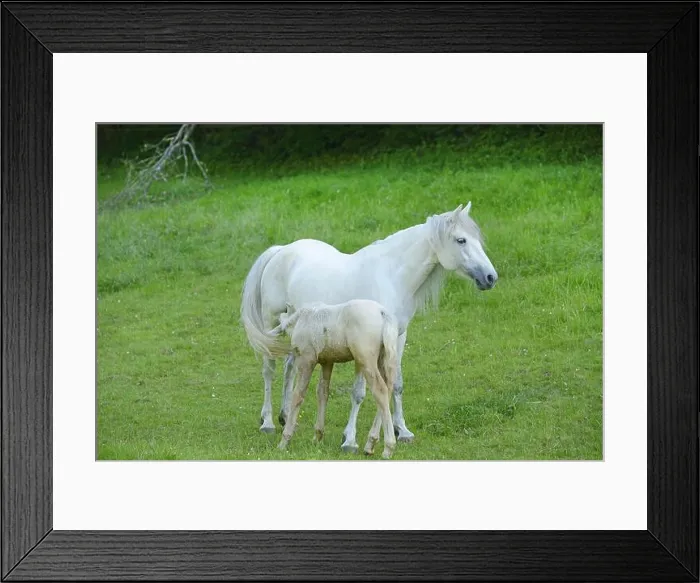 Framed Print : Connemara pony (Equus przewalskii f. caballus), mare with their foal on a big paddock, Germany Framed Print : Connemara pony (Equus przewalskii f. caballus), mare with their foal on a big paddock, Germany