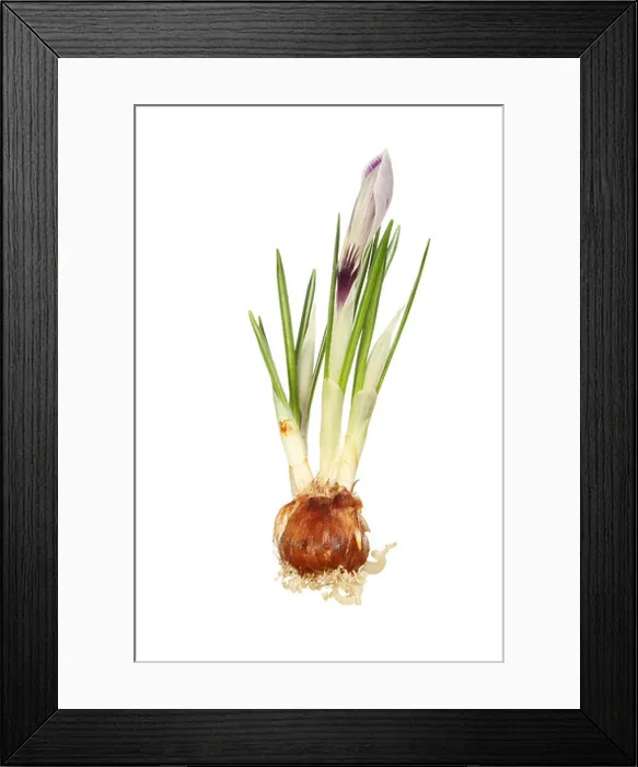 Framed Print : Crocus plant, showing bulb, green leaf shoots, roots and emerging flower bud isolated against white Framed Print : Crocus plant, showing bulb, green leaf shoots, roots and emerging flower bud isolated against white