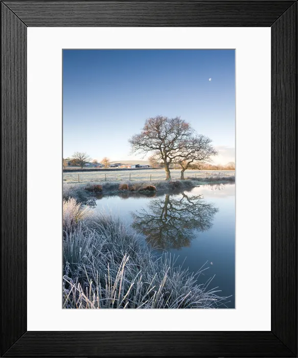 Framed Print : Frosted grass and trees beside a still pond on a winters morning, Morchard Road, Devon, England. Winter (November) 2010 Framed Print : Frosted grass and trees beside a still pond on a winters morning, Morchard Road, Devon, England. Winter (November) 2010