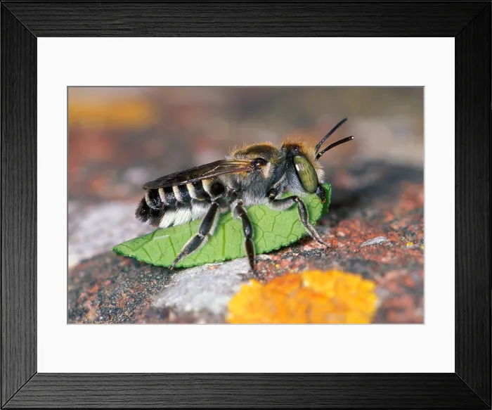 Framed Print : Leaf-cutter Bee (Megachile sp.) Carrying a leaf to nest