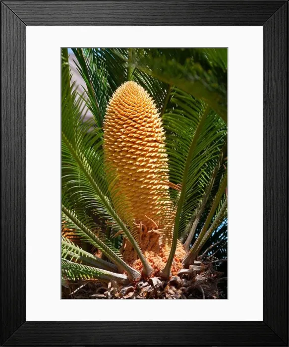 Framed Print : Leaves and Male Cone of Cycas Revoluta Plant Framed Print : Leaves and Male Cone of Cycas Revoluta Plant