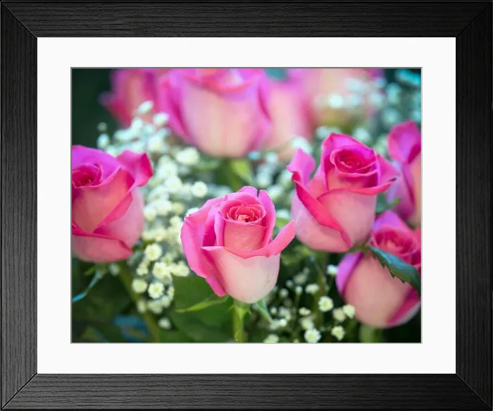 Framed Print : pink roses Framed Print : pink roses