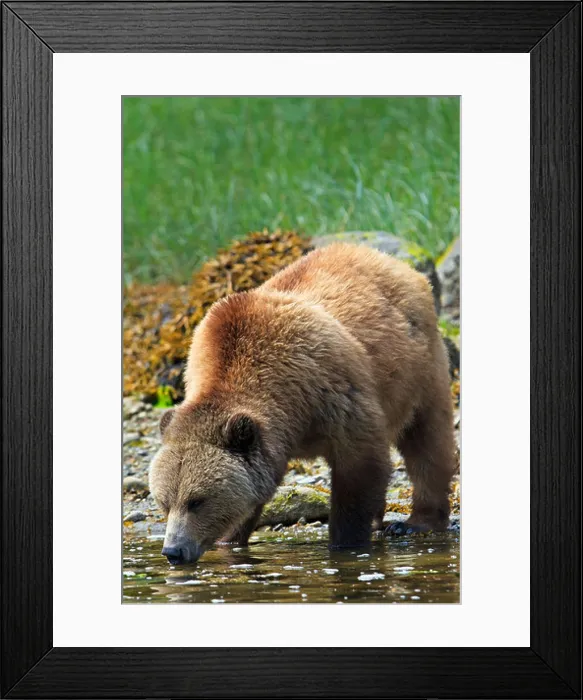 Framed Print : Female coastal Grizzly bear drinking from ocean on a sunny day along the coast of British Columbia, Canada Framed Print : Female coastal Grizzly bear drinking from ocean on a sunny day along the coast of British Columbia, Canada