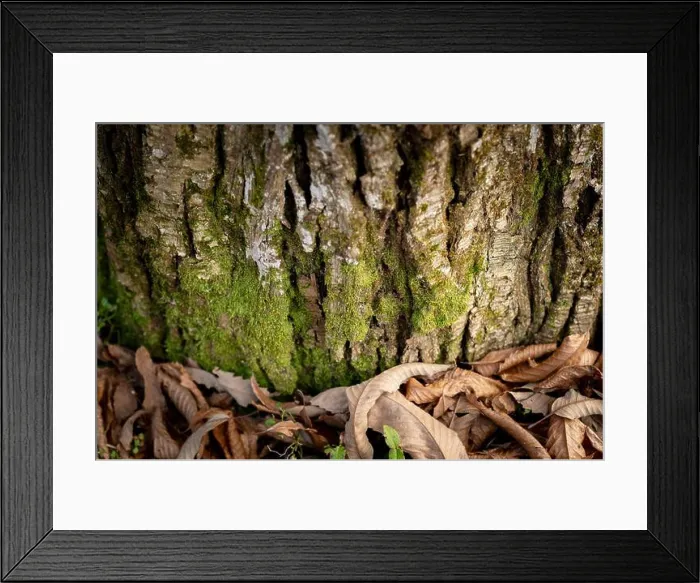 Framed Print : Chestnut trunk in the woods at the foot of the Maritime Alps near the city of Cuneo, Piedmont (Italy) Framed Print : Chestnut trunk in the woods at the foot of the Maritime Alps near the city of Cuneo, Piedmont (Italy)