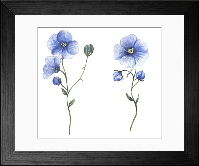 Framed Print : Watercolor blue flax wildflower illustration set, flax meadow floral clipart, medical flower Framed Print : Watercolor blue flax wildflower illustration set, flax meadow floral clipart, medical flower