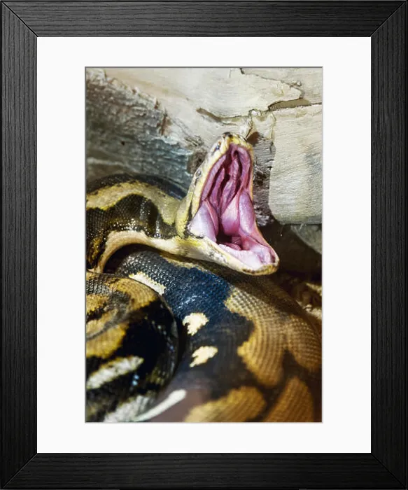 Framed Print : Opened mouth Python snake close up shot in a zoo Framed Print : Opened mouth Python snake close up shot in a zoo