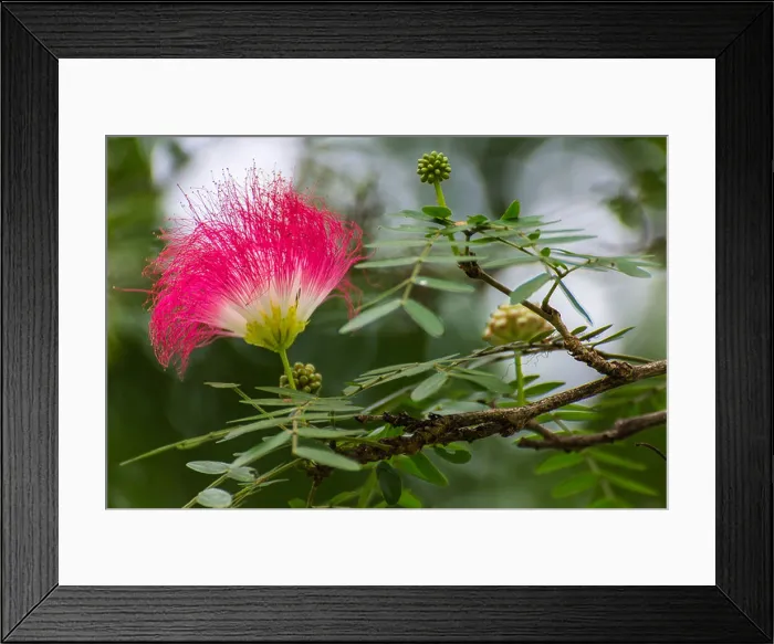 Framed Print : manila tamarind Flower Framed Print : manila tamarind Flower