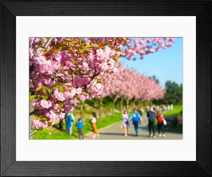 Framed Print : People walking at blooming sakura alley in Botanical Garden Framed Print : People walking at blooming sakura alley in Botanical Garden