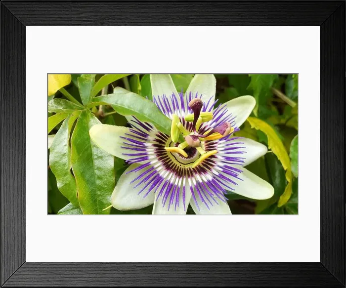 Framed Print : Beautiful detailed image of Passiflora incarnata or purple passionflower Framed Print : Beautiful detailed image of Passiflora incarnata or purple passionflower