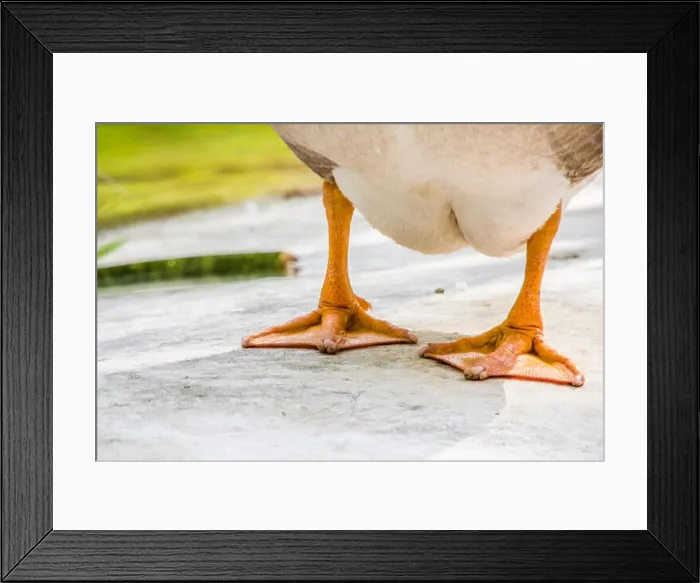Framed Print : duck legs Framed Print : duck legs