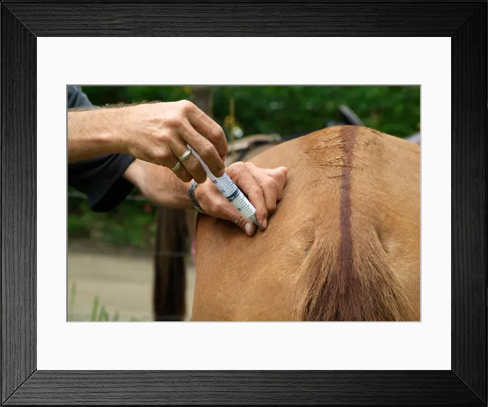 Framed Print : Country vet Giving injection to a horse Framed Print : Country vet Giving injection to a horse