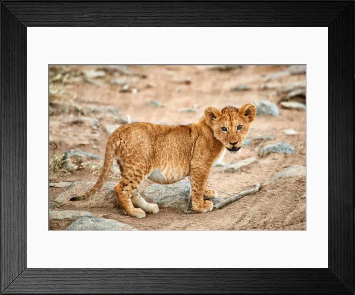 Framed Print : lion cub, Panthera leo, Serengeti National Park, UNESCO world heritage site, Tanzania, Africa Framed Print : lion cub, Panthera leo, Serengeti National Park, UNESCO world heritage site, Tanzania, Africa