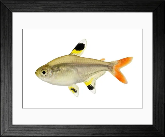 Framed Print : Golden pristella tetra Pristella maxillaris X-ray tetra fish isolated on white Framed Print : Golden pristella tetra Pristella maxillaris X-ray tetra fish isolated on white