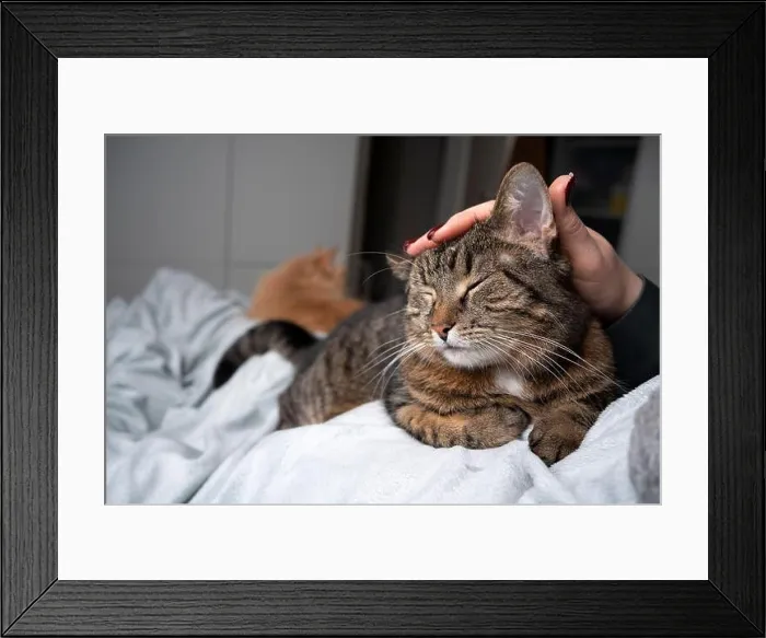 Framed Print : cute tabby cat relaxing on blanket getting head stroked by pet owner in bedroom. another cat resting in the background Framed Print : cute tabby cat relaxing on blanket getting head stroked by pet owner in bedroom. another cat resting in the background