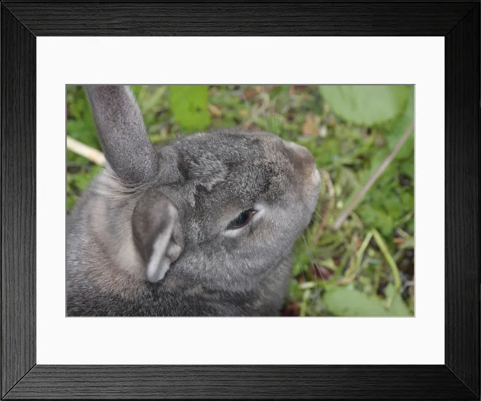 Framed Print : Pet rabbit Framed Print : Pet rabbit