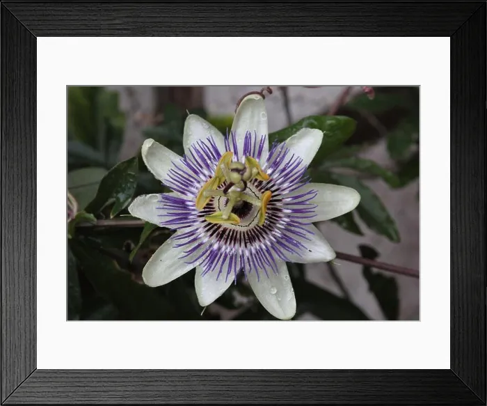 Framed Print : Blooming Bluecrown Passion Flower (Passiflora caerulea) in a garden at; Recklinghausen, Germany Framed Print : Blooming Bluecrown Passion Flower (Passiflora caerulea) in a garden at; Recklinghausen, Germany