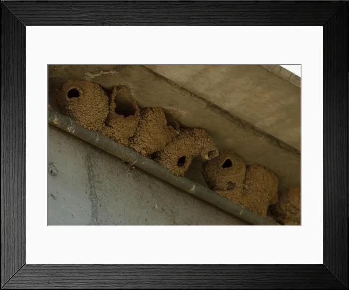 Framed Print : Mud tree swallow nests under a bridge in spring Framed Print : Mud tree swallow nests under a bridge in spring