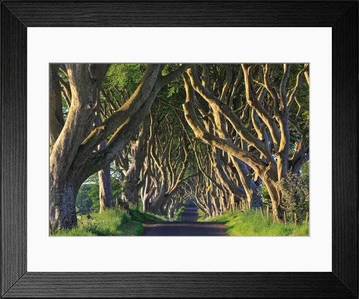 Framed Print : The Dark Hedges, Ballymoney, County Antrim, Ulster, Northern Ireland, United Kingdom, Europe Framed Print : The Dark Hedges, Ballymoney, County Antrim, Ulster, Northern Ireland, United Kingdom, Europe