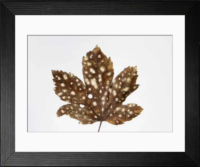 Framed Print : Brown maple leaf with white spots of powdery mildew isolated on white background