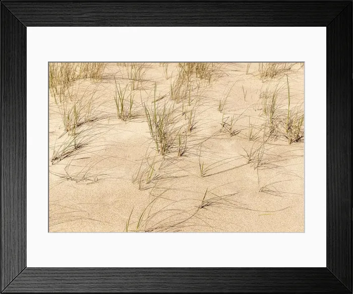 Framed Print : detail image of clumps of beach grass on an amagansett ocean beach Framed Print : detail image of clumps of beach grass on an amagansett ocean beach