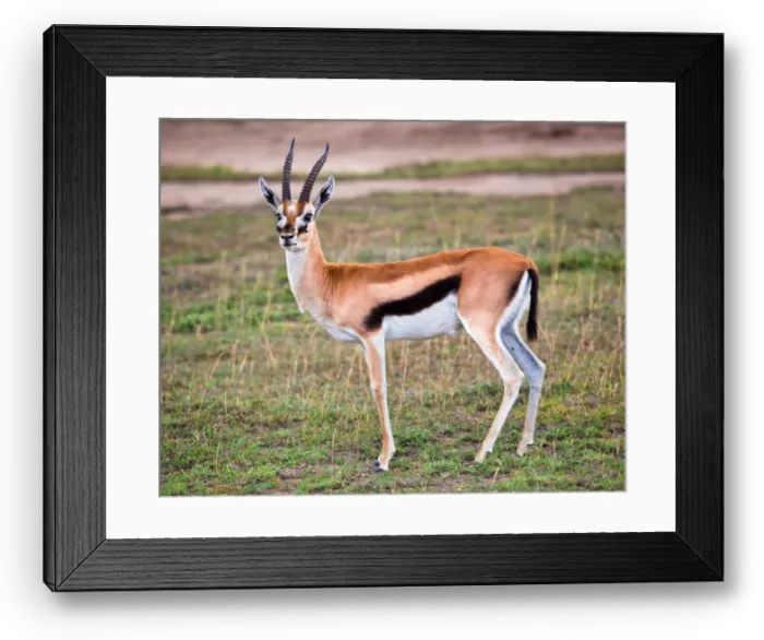 Framed Print : Thomson's gazelle (Eudorcas thomsonii) in the Serengeti, Tanzania, Africa Framed Print : Thomson's gazelle (Eudorcas thomsonii) in the Serengeti, Tanzania, Africa