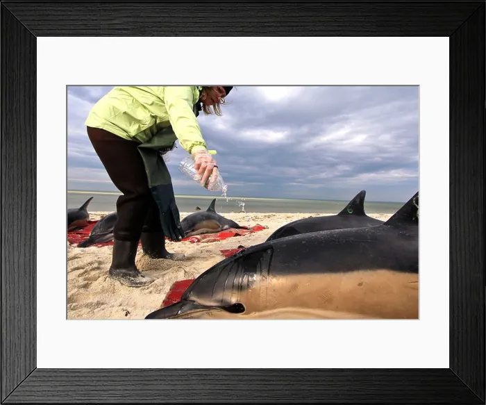 Framed Print : Stranded common dolphins rescued on a Cape Cod beach in Brewster Framed Print : Stranded common dolphins rescued on a Cape Cod beach in Brewster